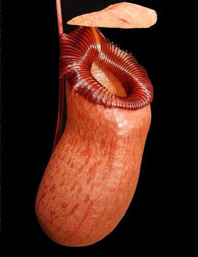 Nepenthes barcelonae BE-3770