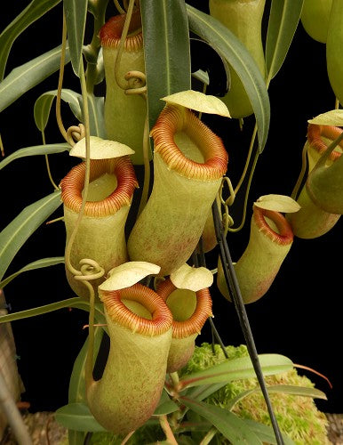 Nepenthes barcelonae BE-3770