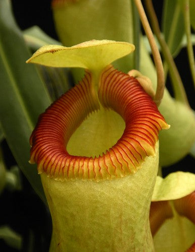 Nepenthes barcelonae BE-3770