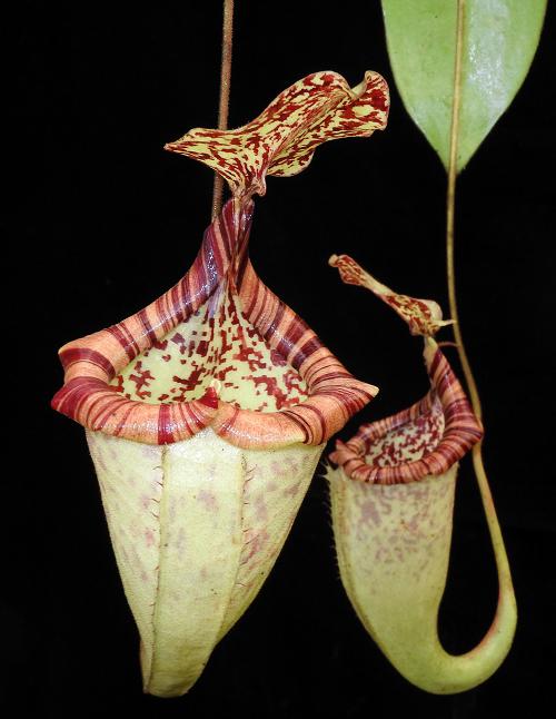 Nepenthes burbidgeae x platychila BE-3886