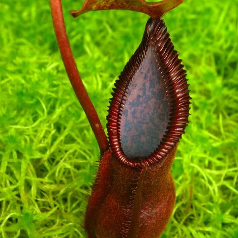 Nepenthes singalana x diabolica BE-3900