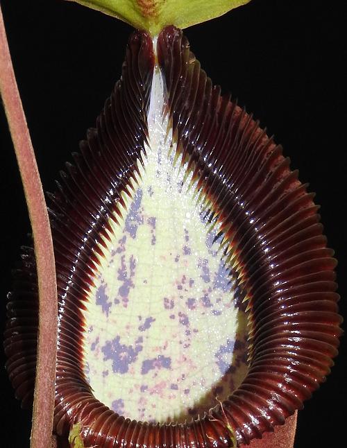 Nepenthes spathulata x diabolica BE-3983