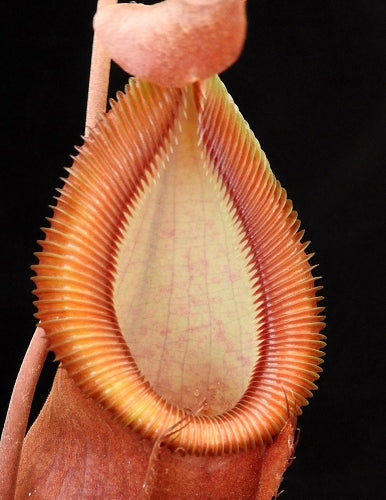 Nepenthes spathulata x diabolica BE-3983