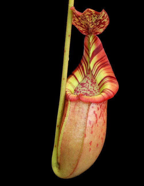 Nepenthes (veitchii x mira) x (burbidgeae x edwardsiana) BE-3992