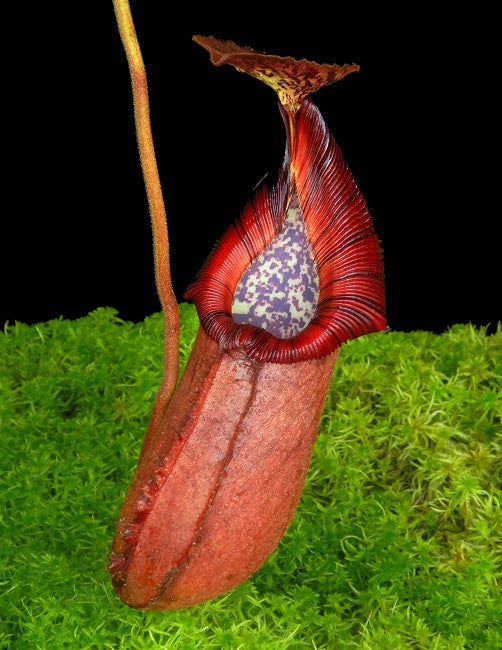 Nepenthes robcantleyi x (burbidgeae x edwardsiana) BE-4023