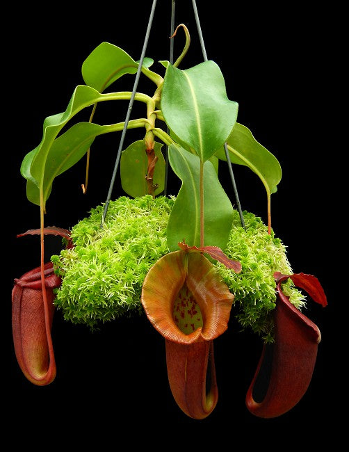 Nepenthes robcantleyi x jacquelineae BE-4028 – Pitcher N' Moss