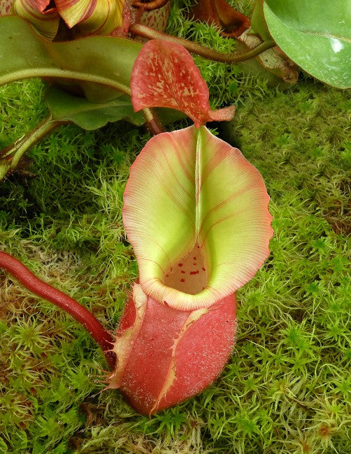 Nepenthes veitchii Bario BE-4033