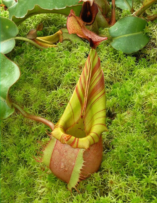 Nepenthes veitchii Bario BE-4033