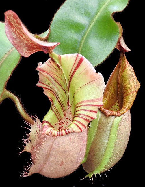 Nepenthes veitchii Bario BE-4033