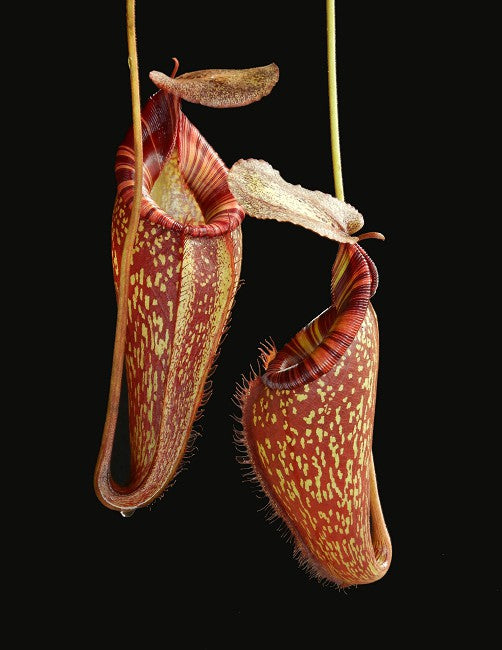 Nepenthes talangensis x spectabilis BE-4063