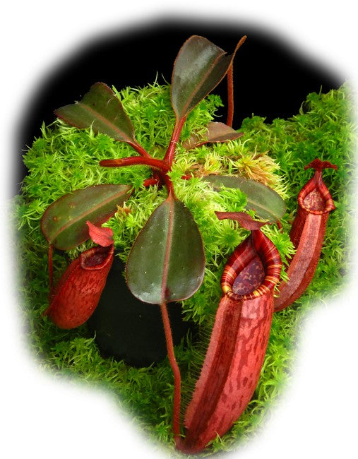 Nepenthes peltata x (veitchii x lowii) BE-4516