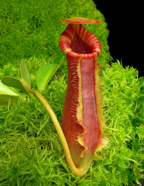 Nepenthes spathulata x lowii BE-4517