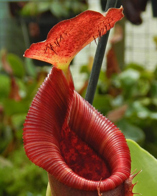 Nepenthes spathulata x lowii BE-4517