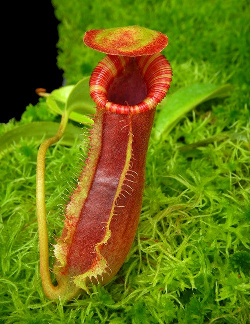 Nepenthes spathulata x lowii BE-4517