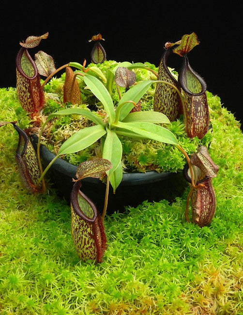 Nepenthes hamata x 'Lady Pauline' BE-4520