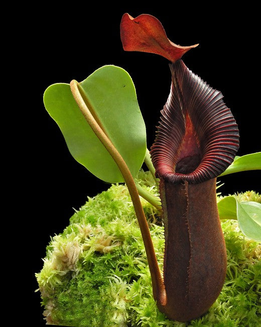 Nepenthes trusmadiensis x robcantleyi BE-4545