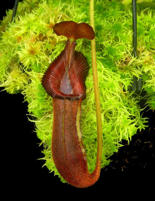 Nepenthes trusmadiensis x robcantleyi BE-4545