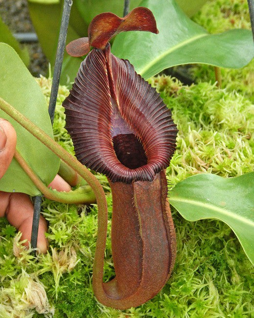 Nepenthes trusmadiensis x robcantleyi BE-4545