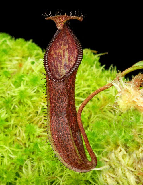 Nepenthes (singalana x hamata) x hamata BE-4576