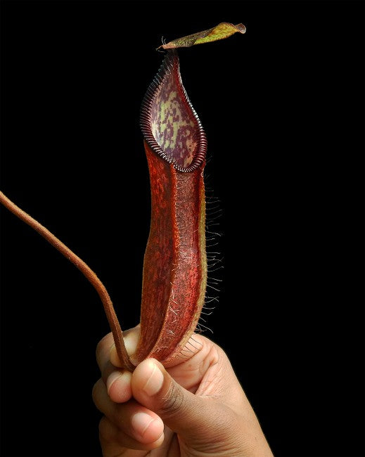 Nepenthes (singalana x hamata) x hamata BE-4576