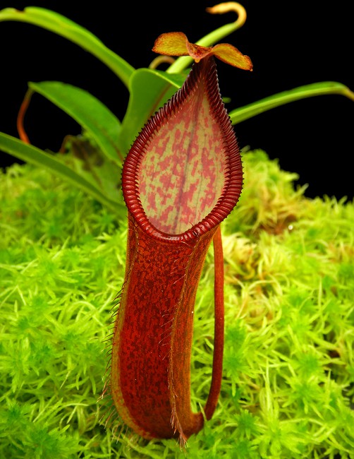 Nepenthes (singalana x hamata) x hamata BE-4576