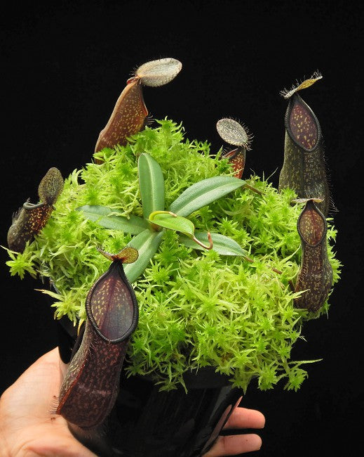 Nepenthes nigra BE-4607