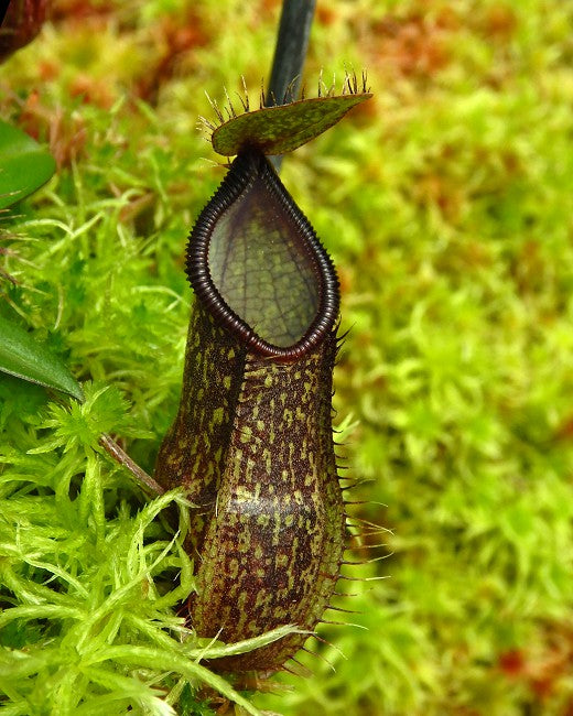 Nepenthes nigra BE-4607