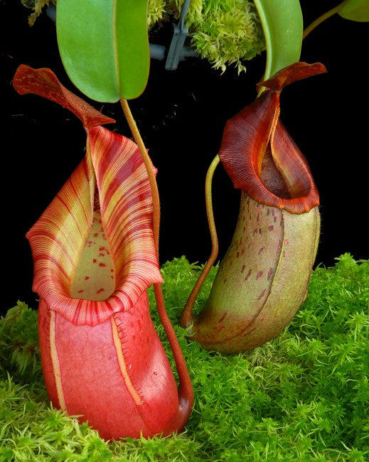 Nepenthes burkei x veitchii BE-4608