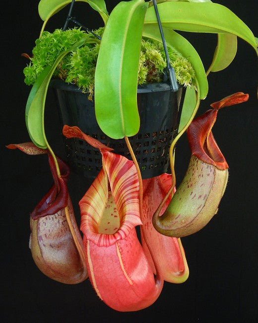 Nepenthes burkei x veitchii BE-4608