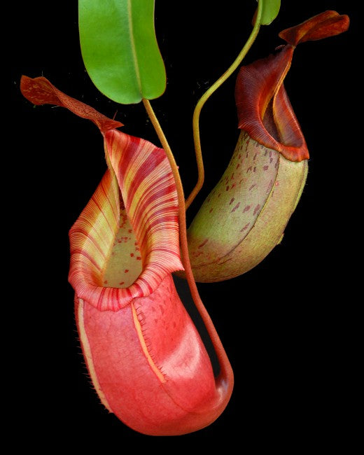 Nepenthes burkei x veitchii BE-4608