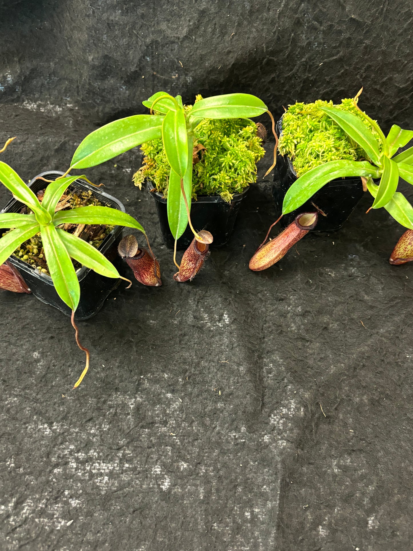 Nepenthes ventricosa x hamata BE-3672