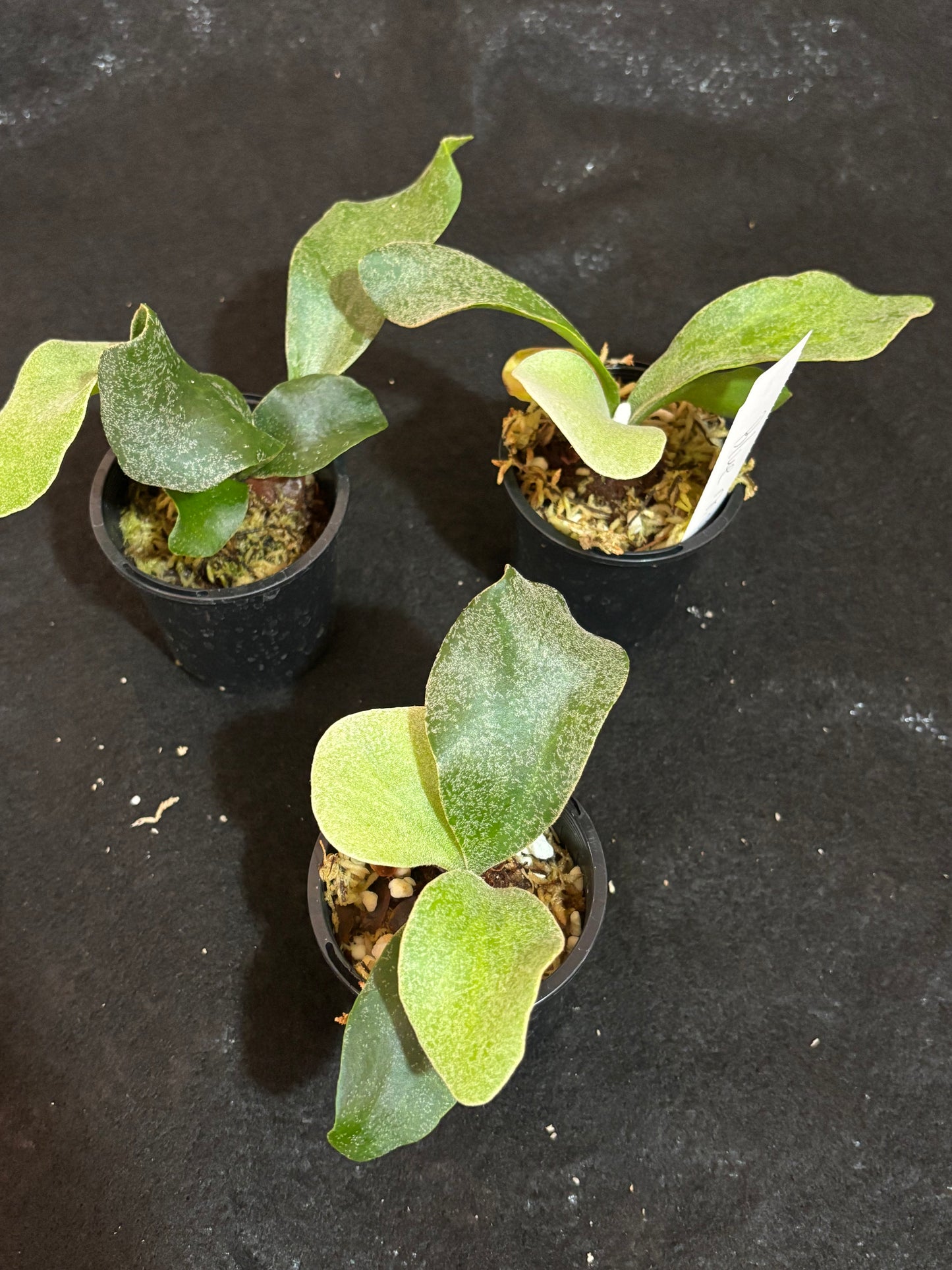 Platycerium blue Moon
