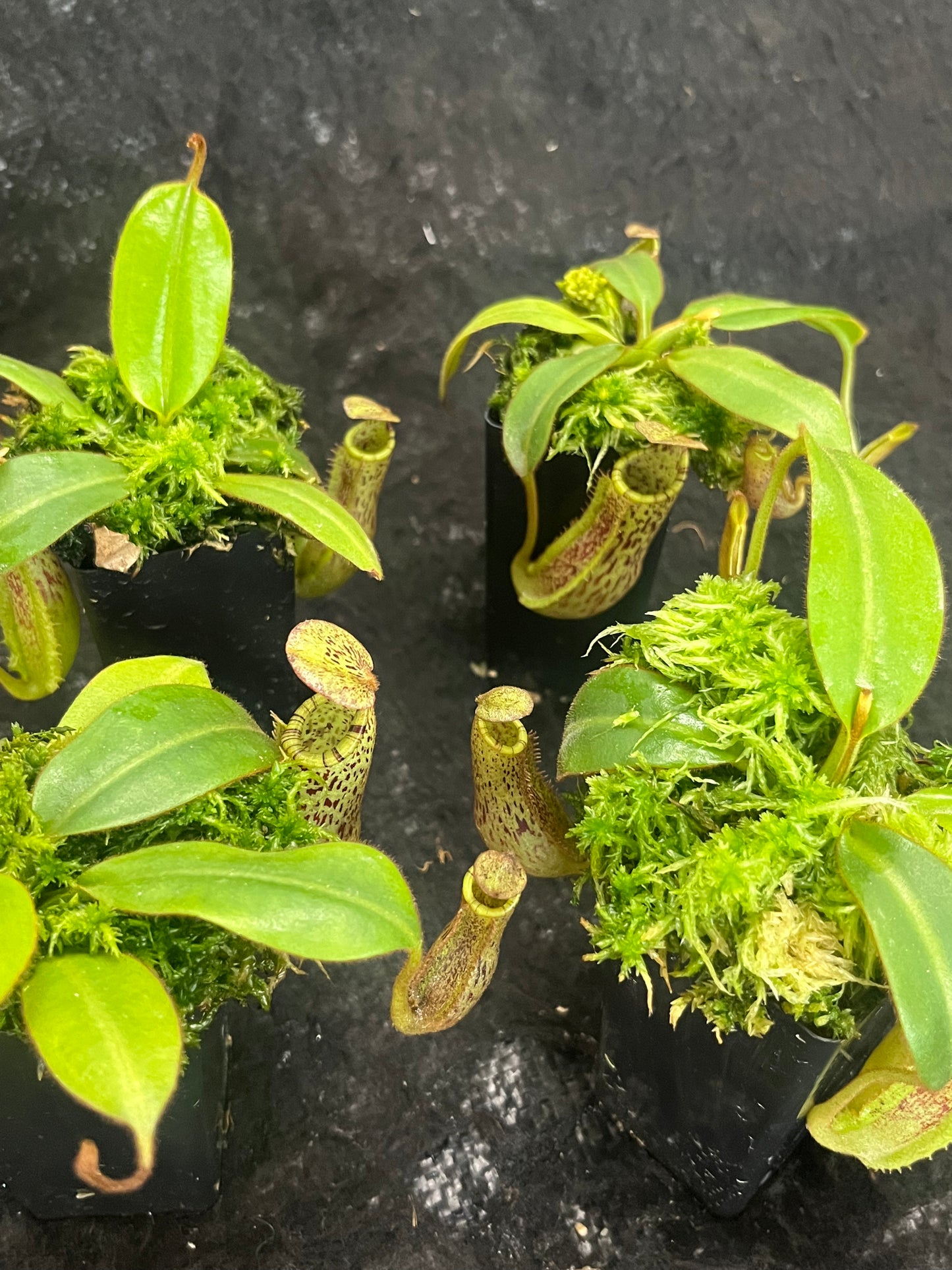 Nepenthes burbidgeae x platychila BE-3886