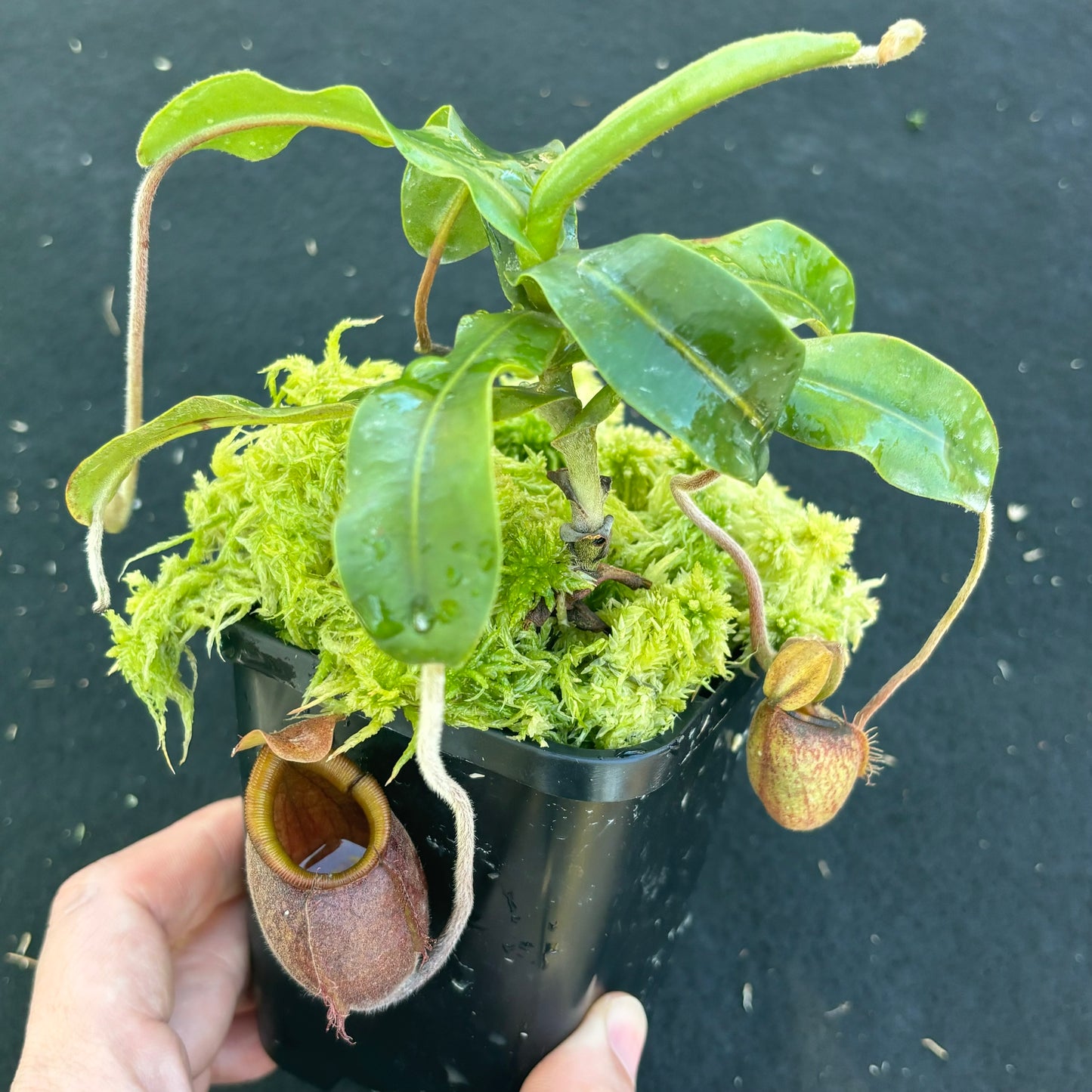 nepenthes undulatifolia Seed-grown