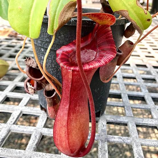 Nepenthes lowii x ventricosa