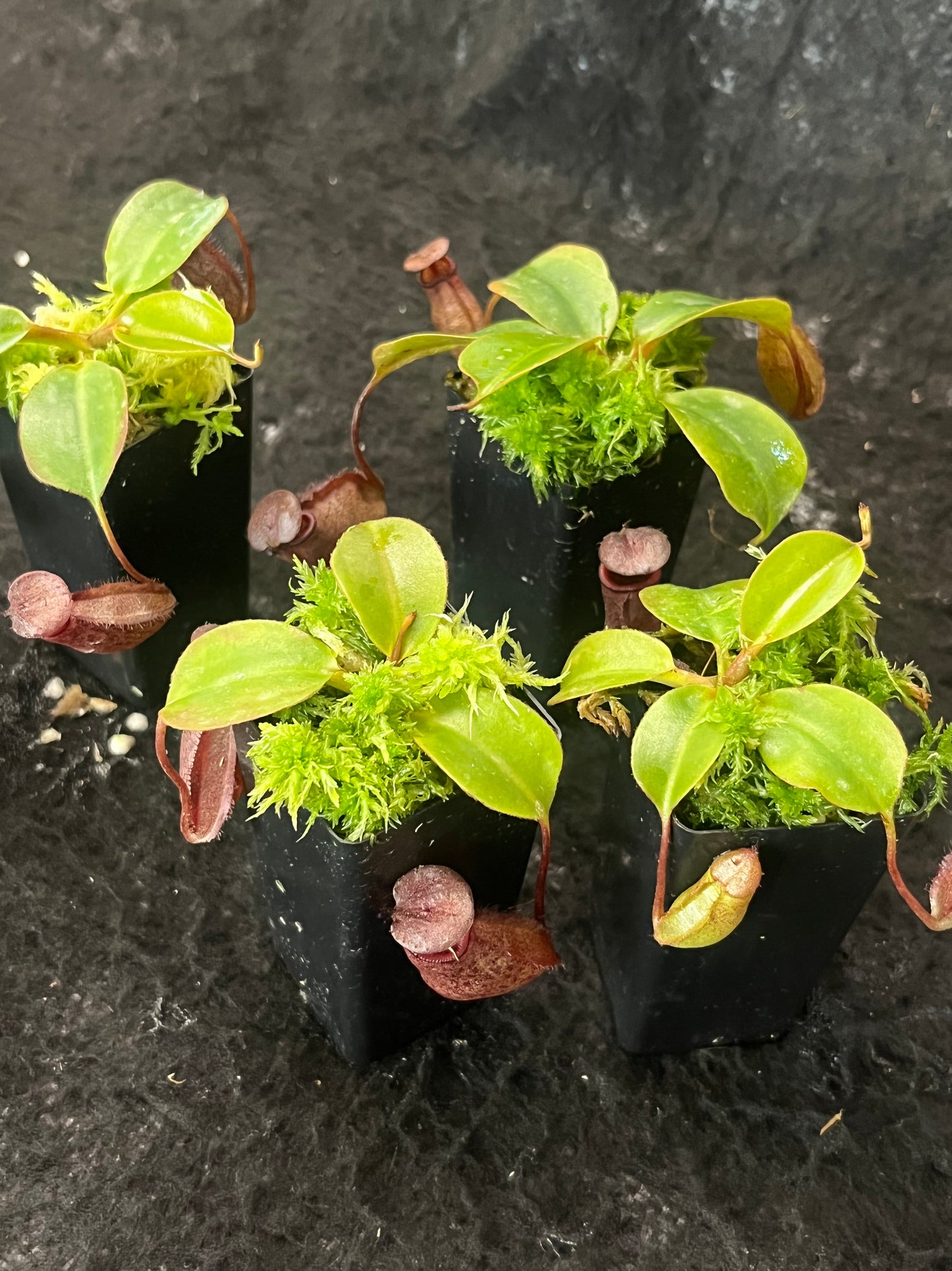 Nepenthes rajah x robcantleyi BE-4019