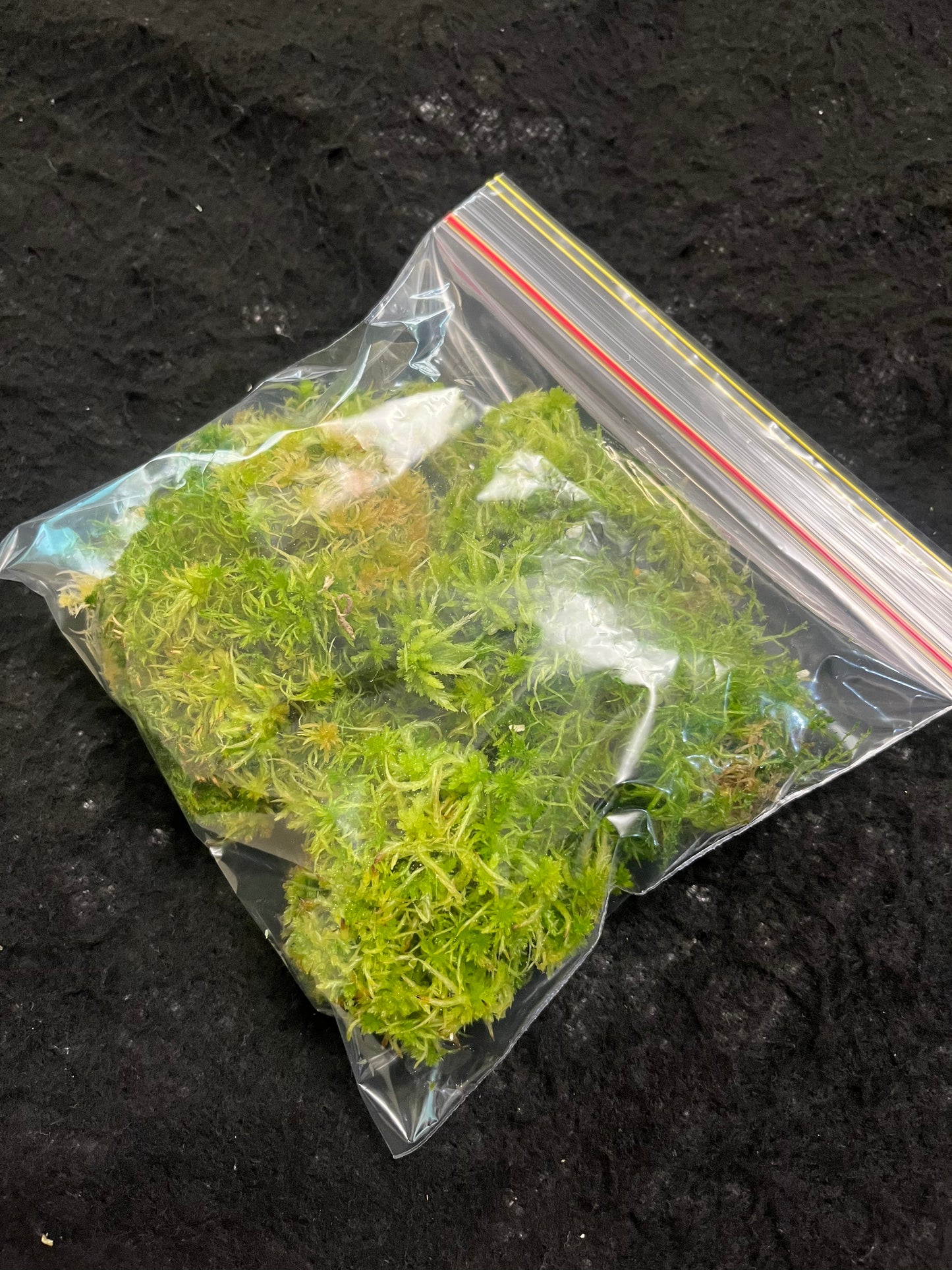 Sphagnum moss