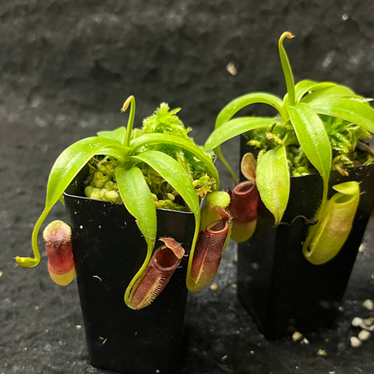 Nepenthes talangensis x (lowii x tentaculata) BE-4573