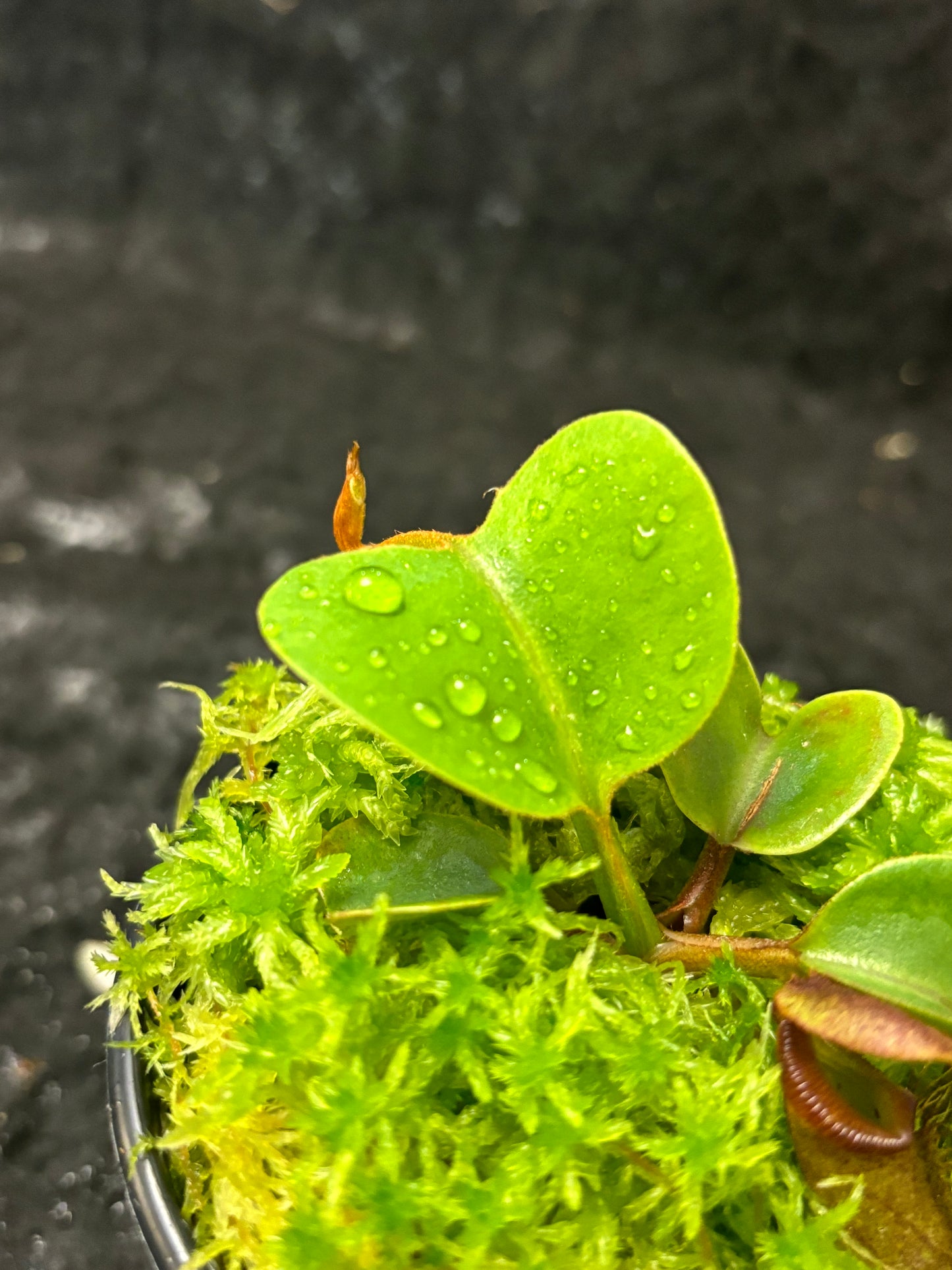 Nepenthes nebularum Mt. Mayo