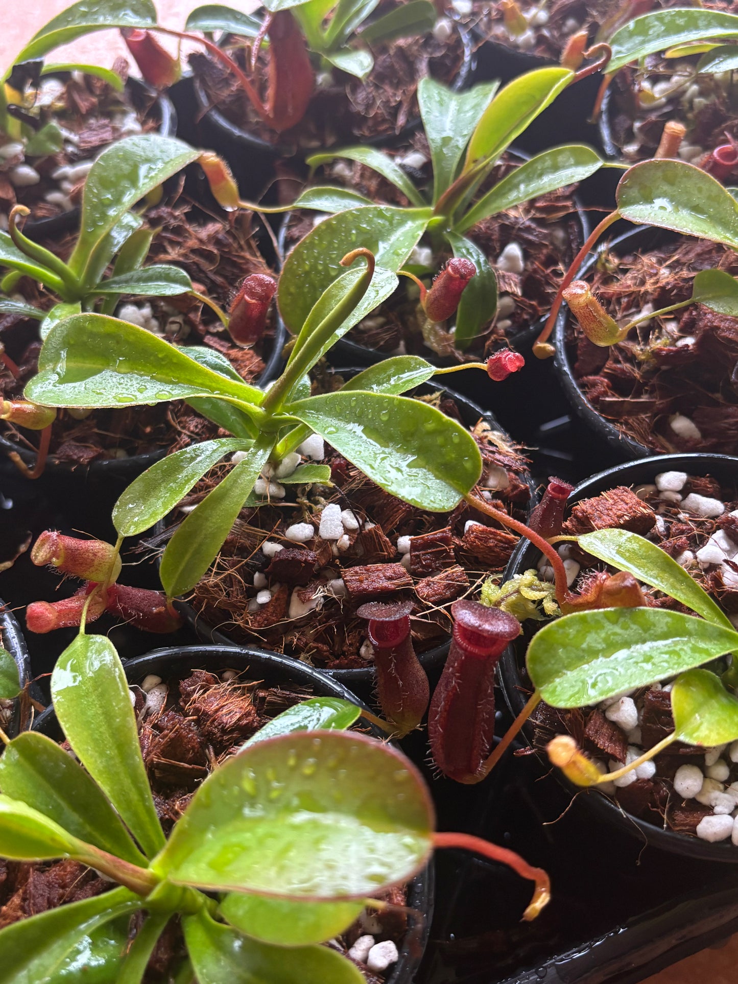 Nepenthes lowii x ventricosa