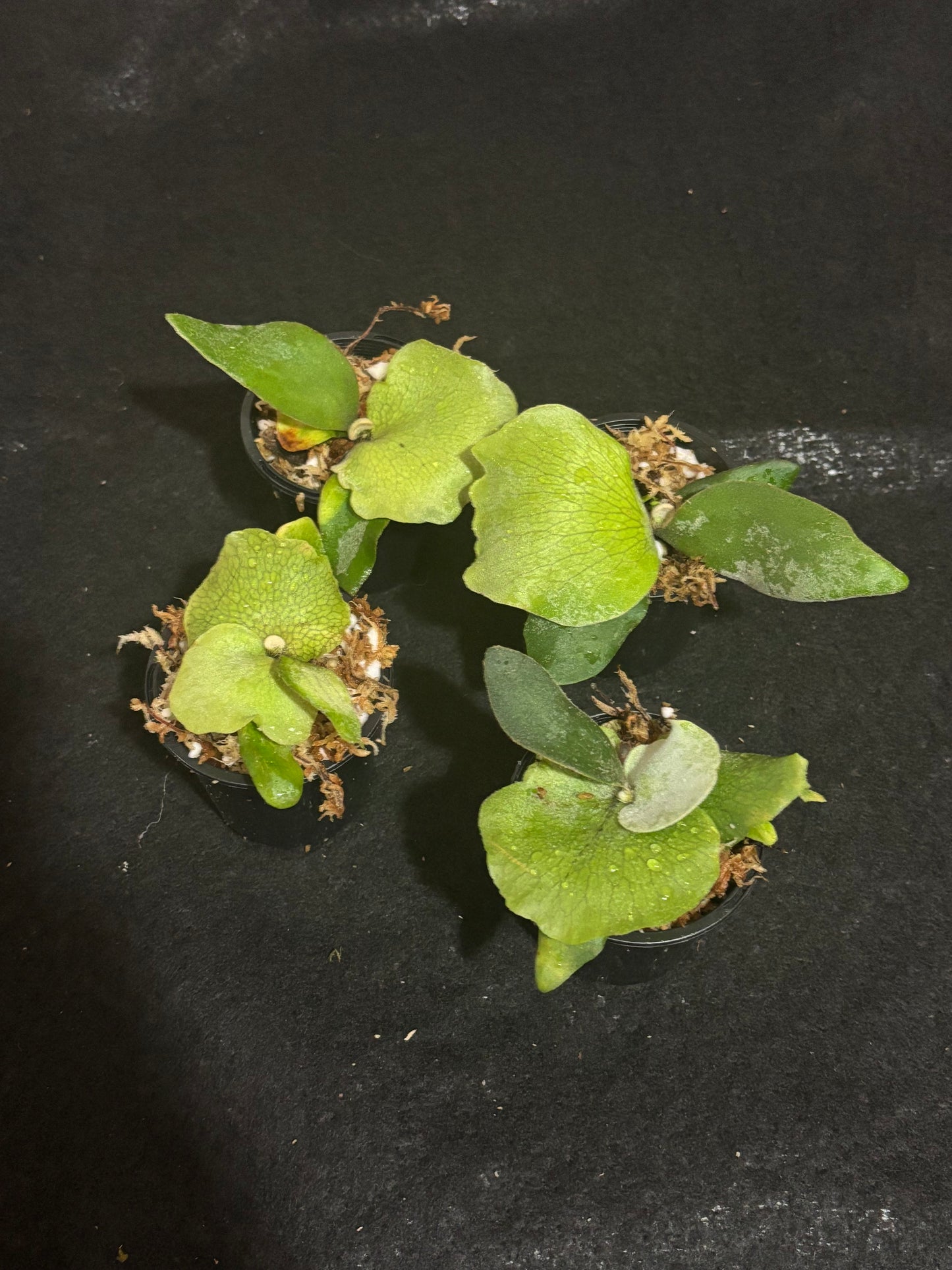 Platycerium Pearl Queen