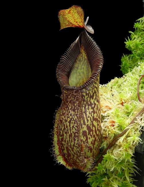 Nepenthes talangensis x hamata BE-4003