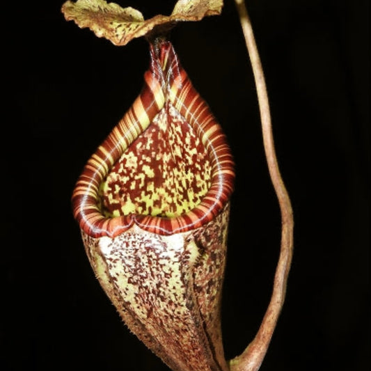 Nepenthes burbidgeae BE-3848