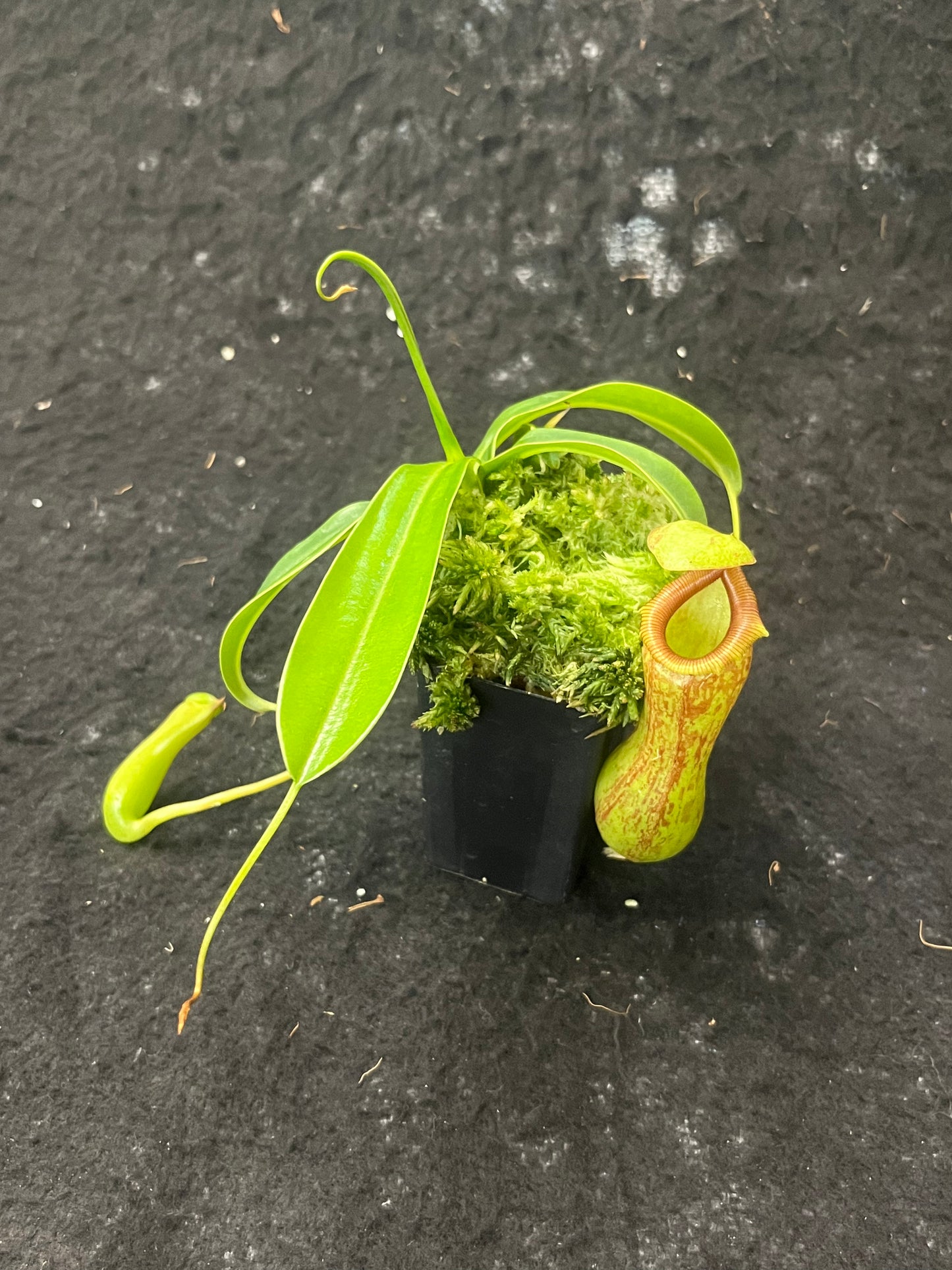 Nepenthes ventricosa x insignis 'Biak'