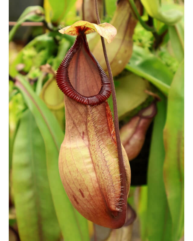 Nepenthes mirabilis var. globosa x hamata