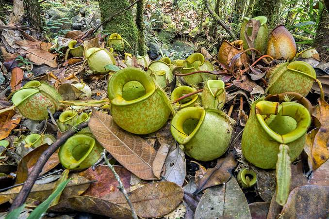 Nepenthes ampullaria Green