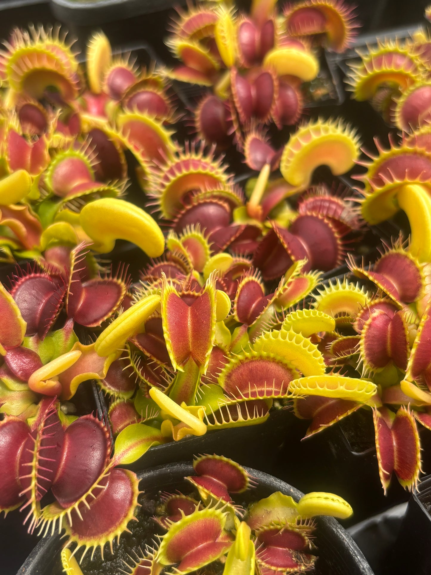 Dionaea muscipula 014#