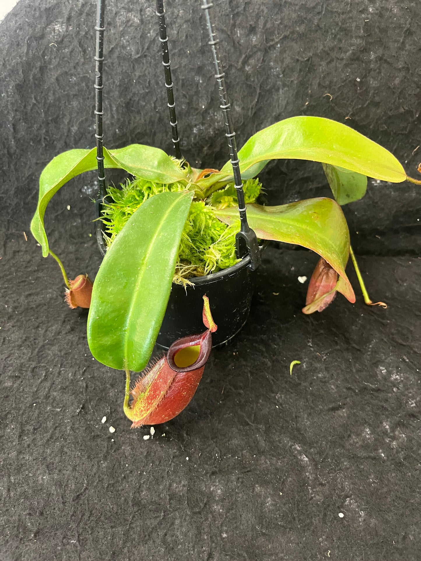 Nepenthes ampullaria x veitchii