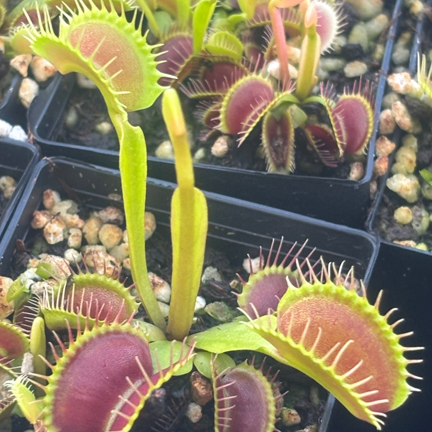 Dionaea muscipula Big Mouth