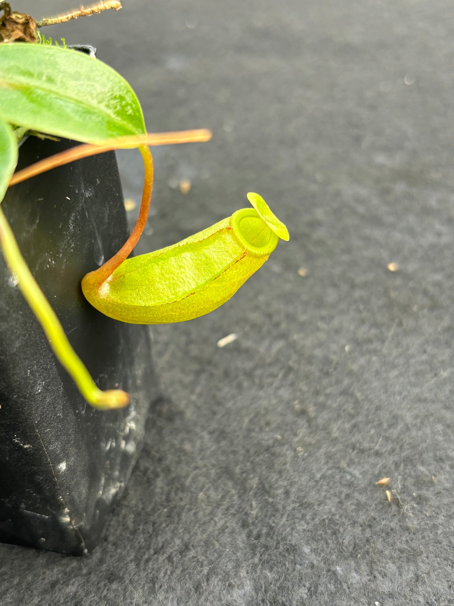 Nepenthes (ventricosa x insignis) x [(sibuyanensis x ventricosa) x jacquelineae]